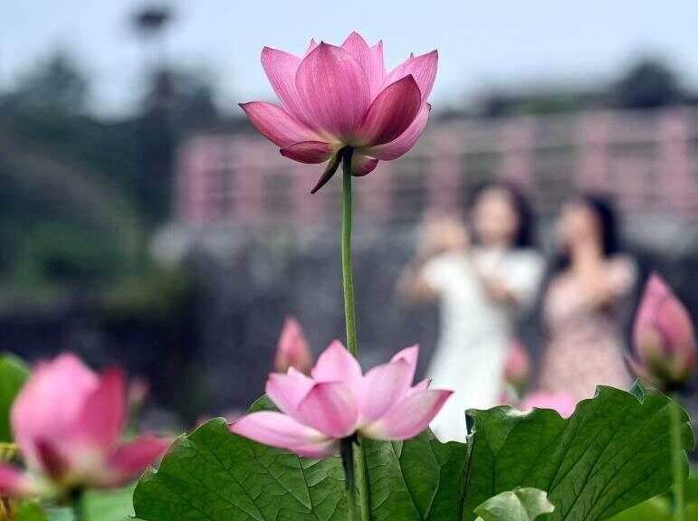  夏日荷花绽放